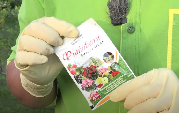 Средства борьбы с тлей на садовом участке