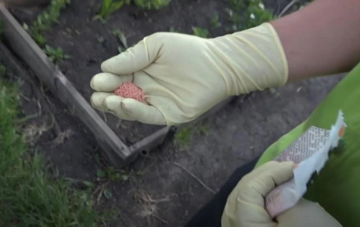 Как бороться с муравьями на участке