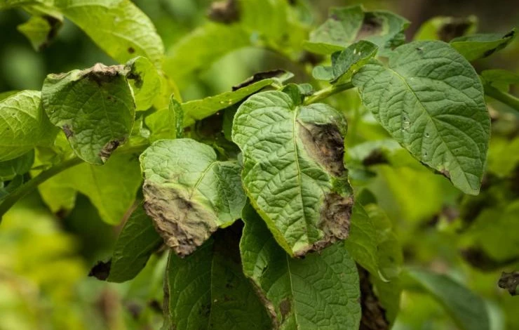 Фитофтороз на ботве картофеля