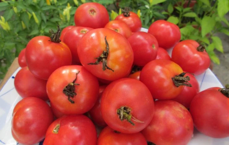 Хабаровский розовый 308