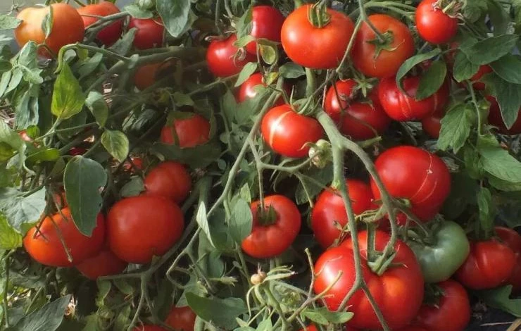 Сорт Карлик 1185