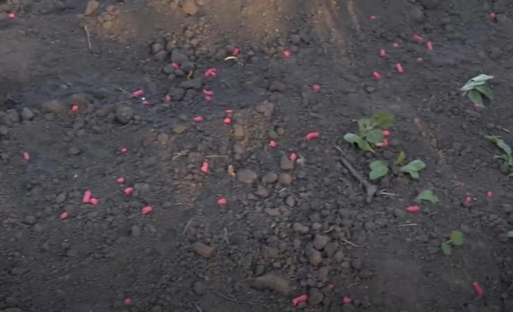 Внесение Rubit Рофатокс в почву