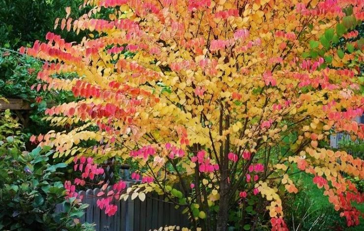 Церцис канадский: описание