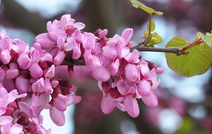 Выращивание церсиса