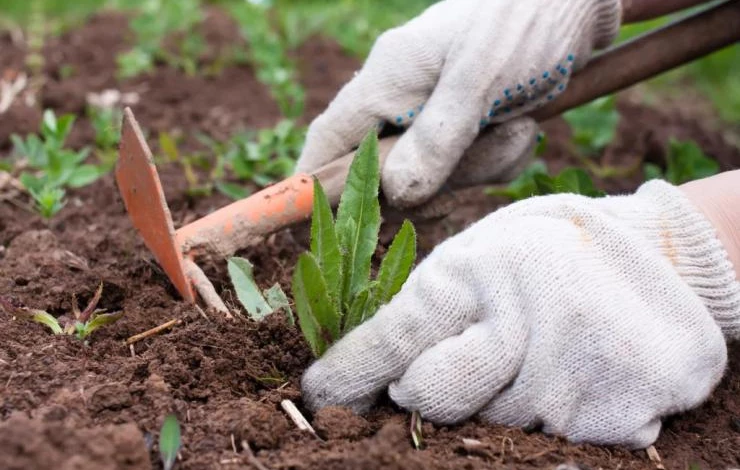 Борьба с сорняками