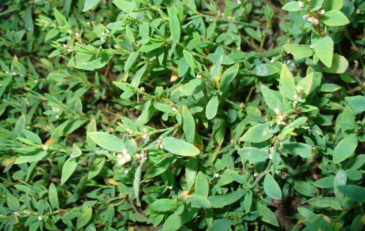 Горец птичий