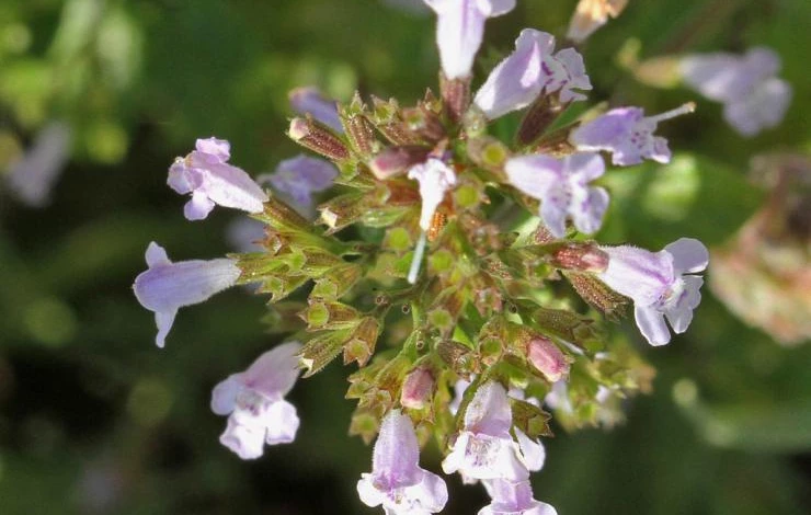 мелисса лекарственная описание