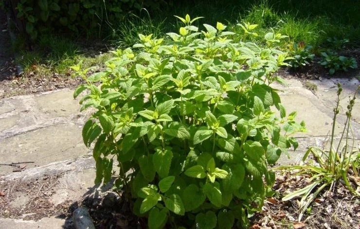 мелисса лекарственная посадка и уход