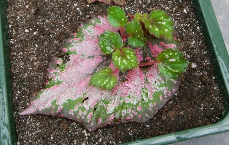 Размножение бегонии Элатиор листом