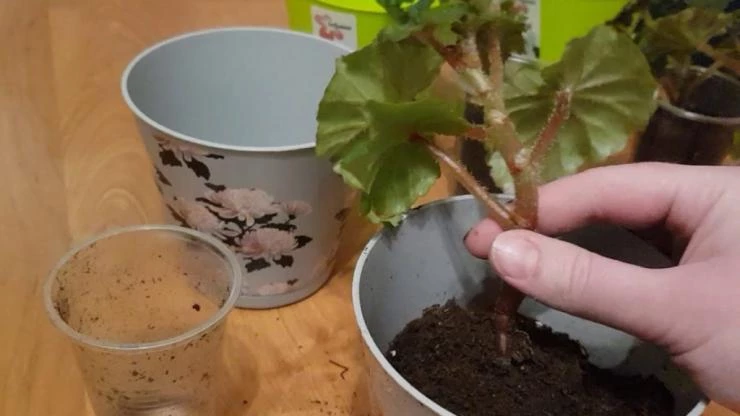 размножении бегонии Элатиор черенками