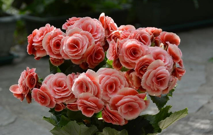 Описание сортов бегонии Элатиор с фото