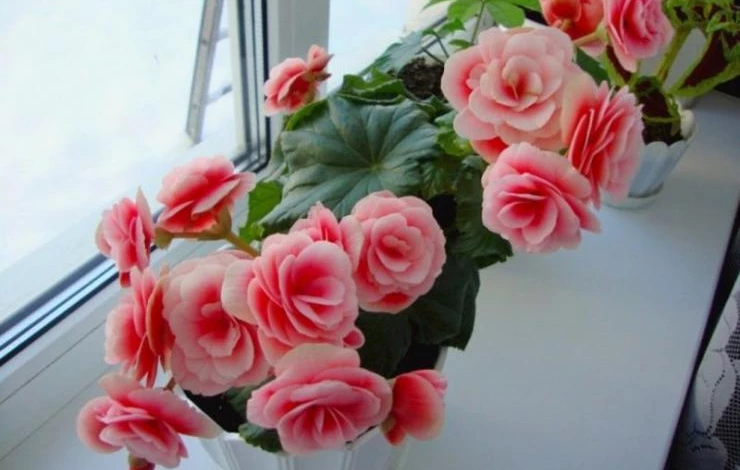 Бегония цветет круглый год