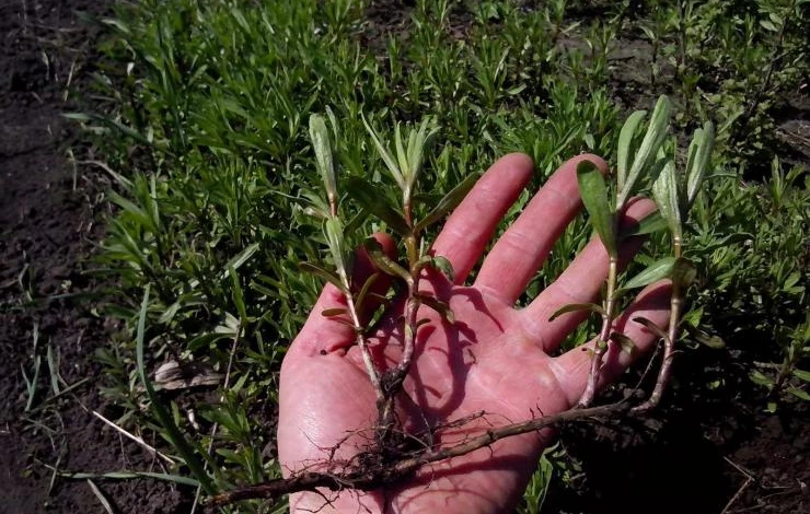 тархун выращивание