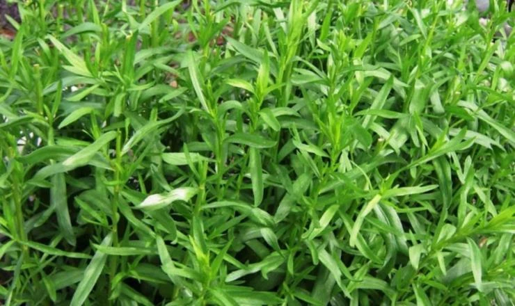 Описание сортов тархуна