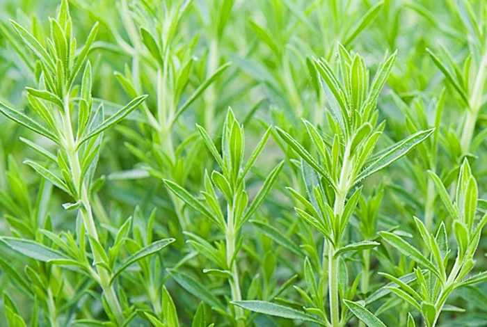 Сорт Французский тархун