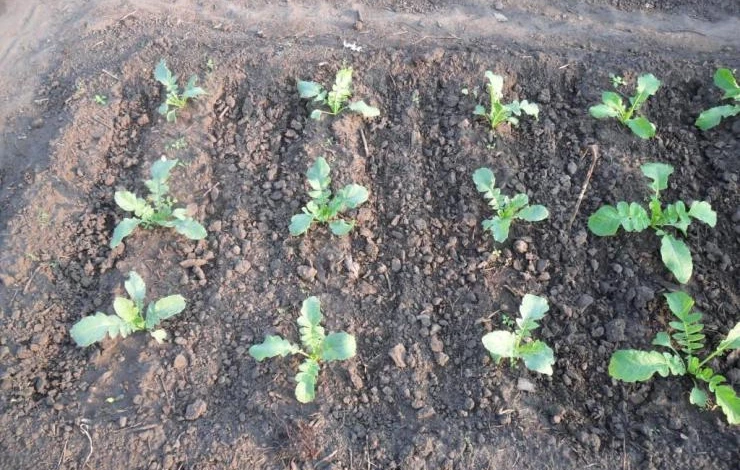 Дайкон в открытом грунте