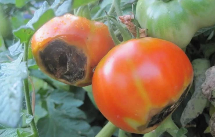Как бороться с фитофторой на томатах в теплице