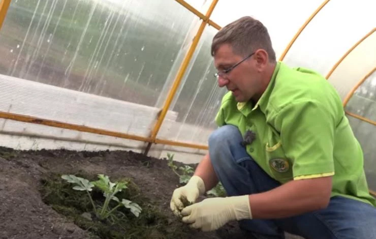 Как сделать компост из скошенной травы