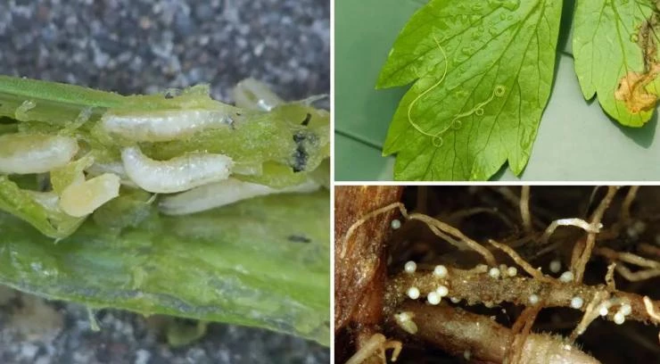 Как бороться с нематодой на клубнике (землянике)