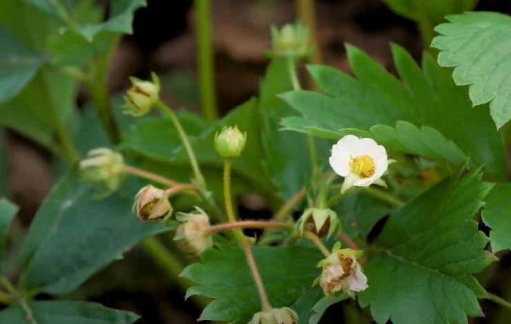 Как избавиться от нематоды на клубнике