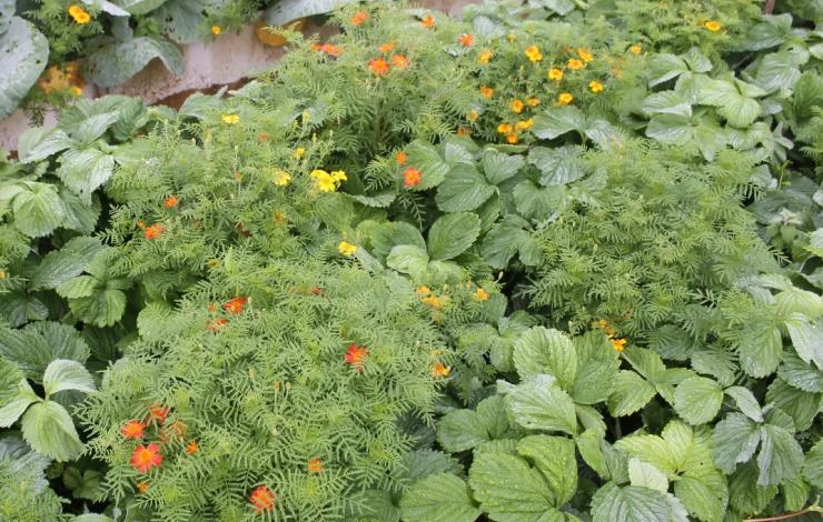 нематода на клубнике методы борьбы