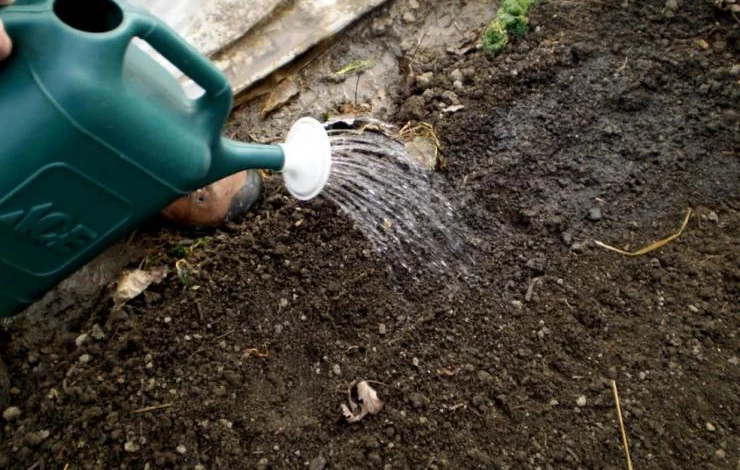 чем обработать клубнику от нематоды