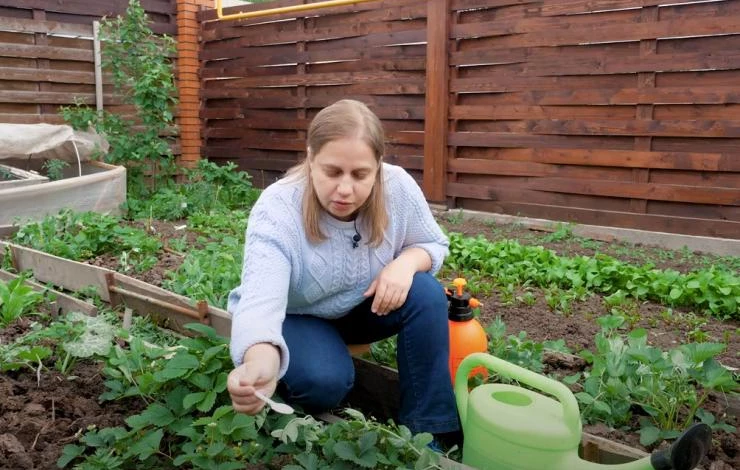 чем обработать клубнику от нематоды