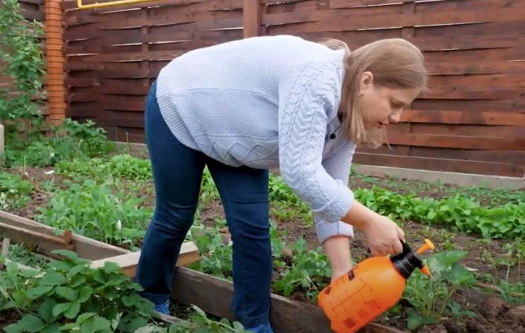от нематоды на клубнике препараты