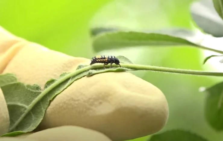 чем обработать яблоню от вредителей после цветения