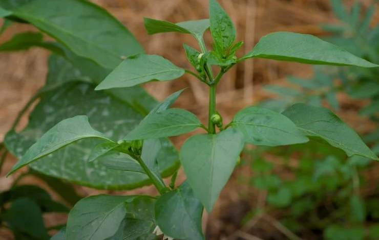 применение удобрений летом