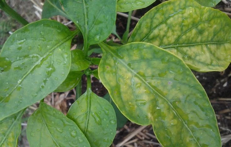 Признаки нехватки азота у растений