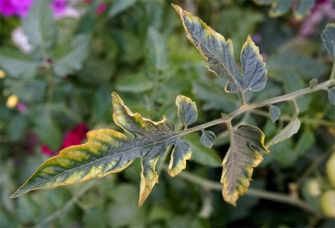 Признаки недостатки фосфора у томатов