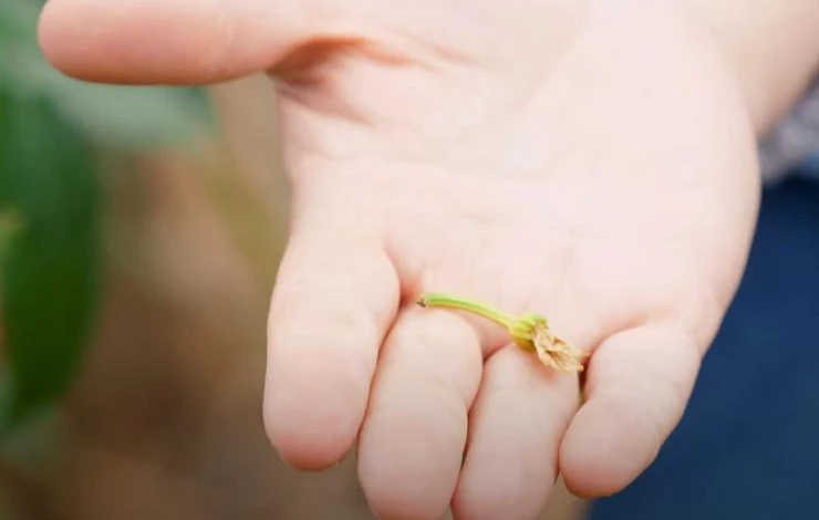 Признаки нехватки калия у растений