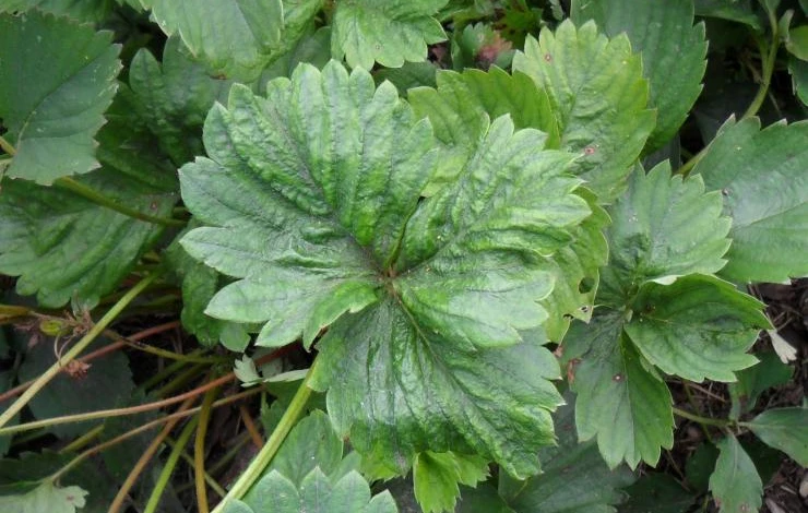 Признаки появления земляничного клеща