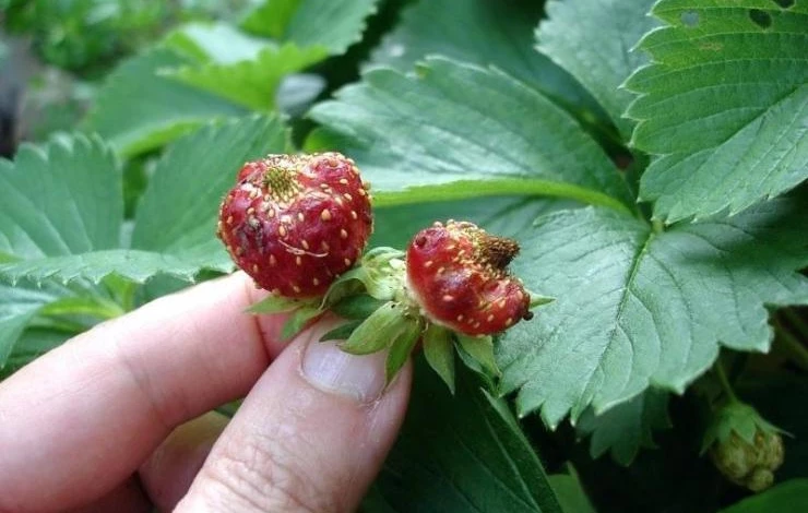 Признаки земляничного клеща