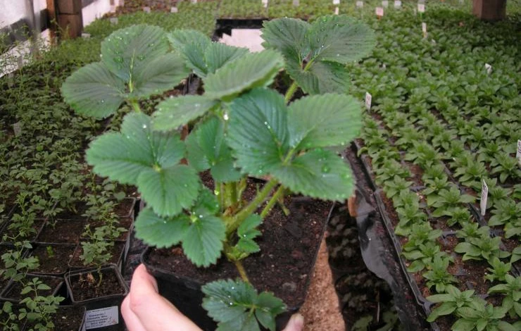 как избавиться от клеща на землянике