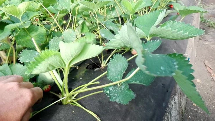 Как избавиться от клеща на землянике