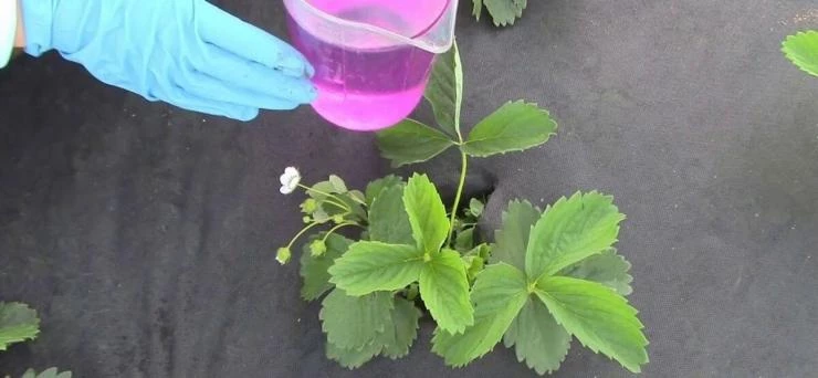 Термическая обработка от клеща