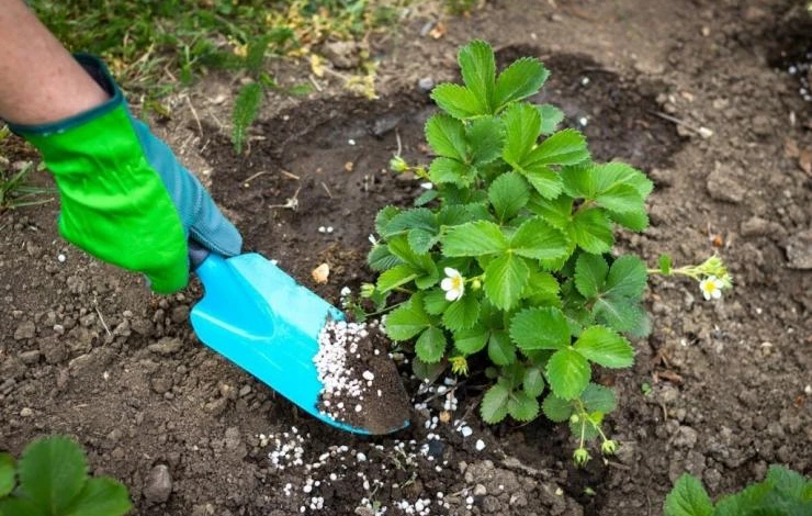 Чем подкормить садовую землянику на грядке