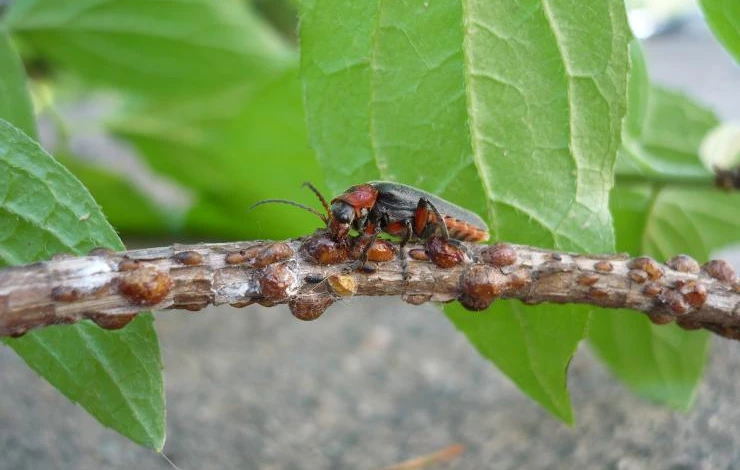 Как бороться и как избавиться от подушечницы(щитовки) на смородине