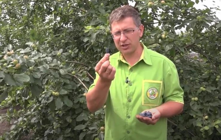 Крупные ягоды жимолости