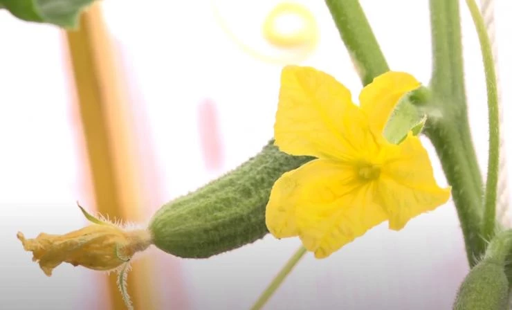 Сорт огурцов Ланкастер