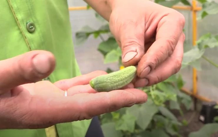 Сорт огурцов Хоббит