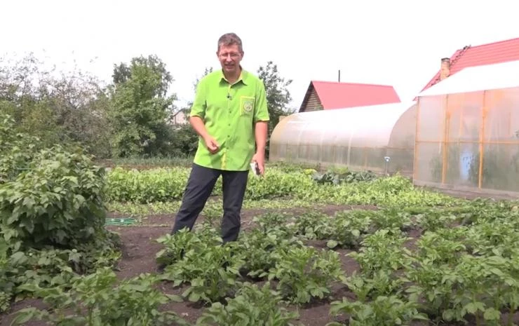 Как и чем бороться с колорадским жуком на картофеле?