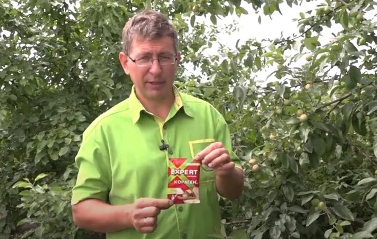 Препарат Кораген уничтожает Колорадского жука