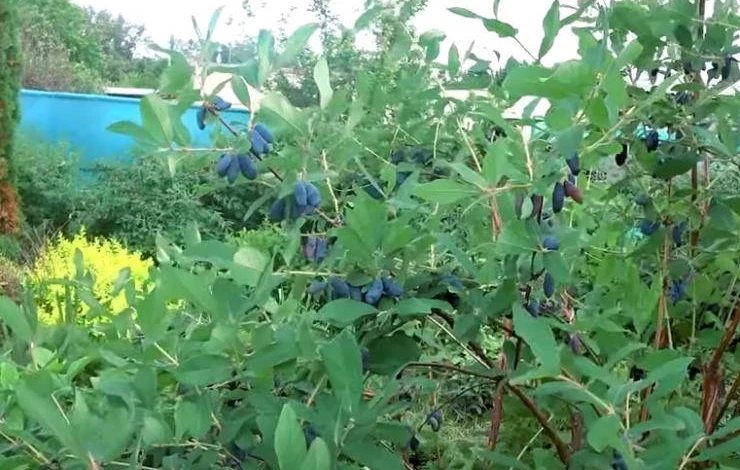 Жимолость сорт Сувенир