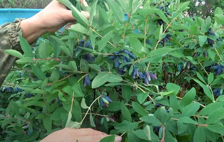 Жимолость сорт Соловей