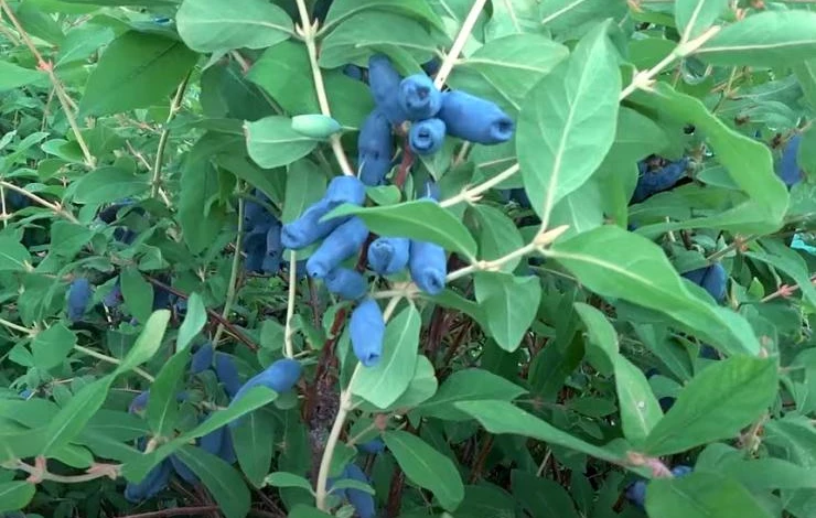 Жимолость сорт Пушкинская