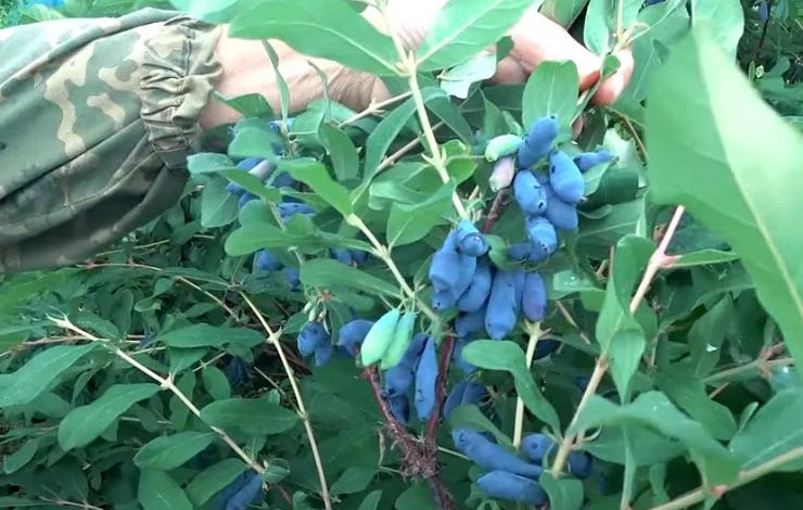 Жимолость сорт Славянка