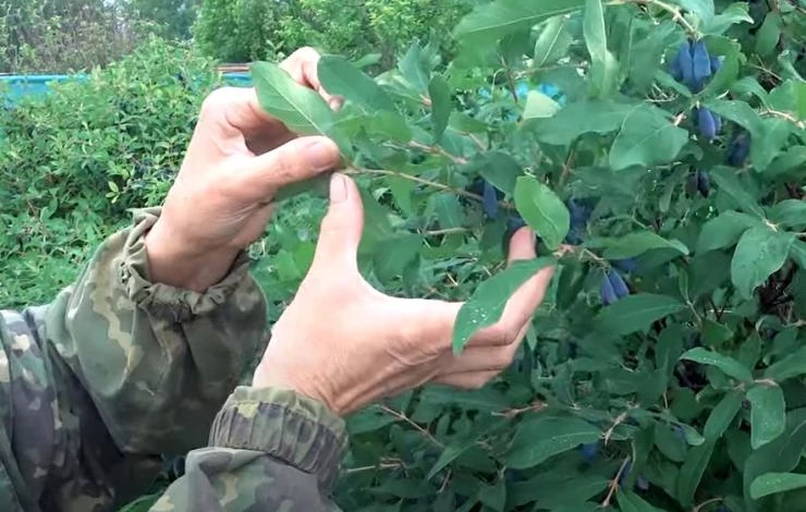 Жимолость сбор жимолости